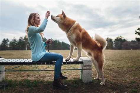 Akita: Dog Breed Characteristics & Care