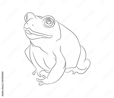 frog vector illustration, line drawing, vector Stock Vector | Adobe Stock