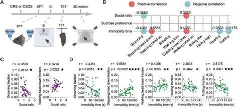 文献解读丨深圳先进院王立平团队利用 3d Ai 精细行为分析系统评估预测小鼠抑郁样行为 知乎