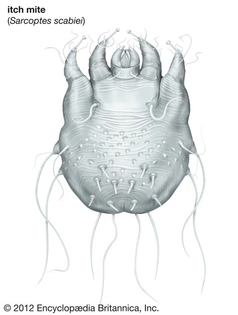 Mite Small Arachnid Habitat And Types Britannica