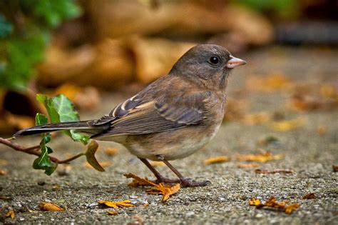 Feather Tailed Stories: Dark-eyed Junco