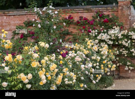 English Rose Garden In Summer Stock Photo Alamy