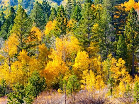 California Fall Colors: 12 Amazing Places to Visit! - Roadtripping ...