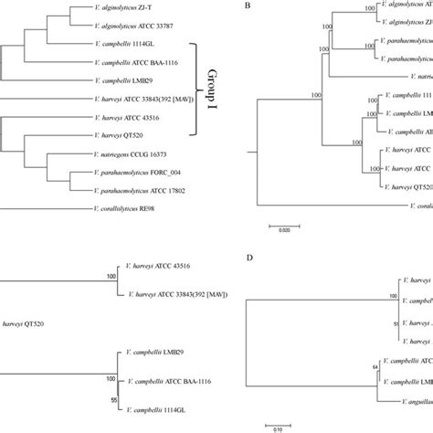 Phylogenetic tree analysis. Phylogenetic tree analysis of 12 complete ...