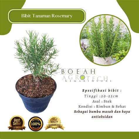 Jual Bibit Tanaman Rosemary Pengusir Nyamuk Dan Bumbu Eropa Kondisi