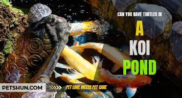 Exploring The Bizarre Question Sex With A Turtle Petshun