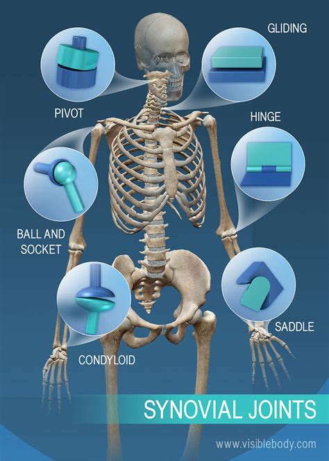 A Diagram Of Joints And Bones In The Human Body / The human body ...