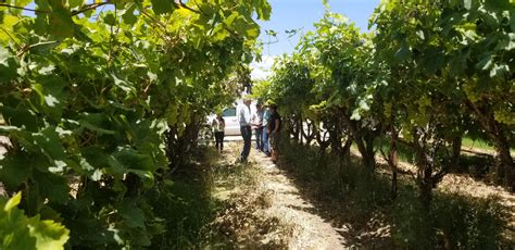 Starting the 2020 Coachella grape season - Table Grapes, California ...