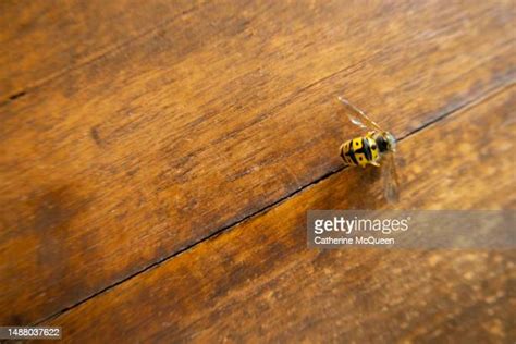 112 Dead Honey Bees Stock Photos High Res Pictures And Images Getty