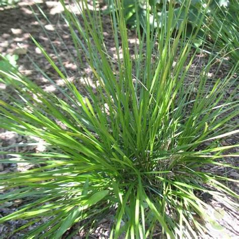 Луговик дернистый / Щучка (Deschampsia cespitosa) купить в Москве по ...