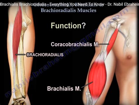 Anatomy of Brachialis, Coracobrachialis and Brachioradialis — OrthopaedicPrinciples.com