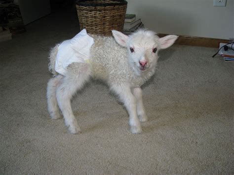 Dispatches from Can of Duck: Diapers for goat kids and lambs