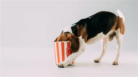 Las Palomitas De Maíz Son Malas Para Tu Perro