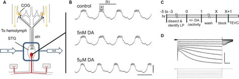 The Experimental Model A The Stomatogastric Nervous System Is