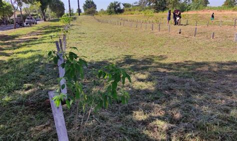 Bosque Da Saudade Tem Seu Segundo Plantio Realizado Prefeitura