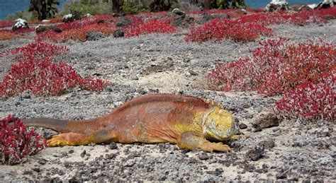 Plazas Sur Reizen In Ecuador En Galapagos