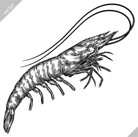 Black And White Engrave Isolated Shrimp Illustration Stock Vector