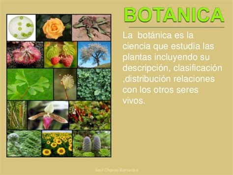 APRENDIZAJE AGROPECUARIA 2016 2017 QUE ES BOTANICA Y SU CLASIFICASION