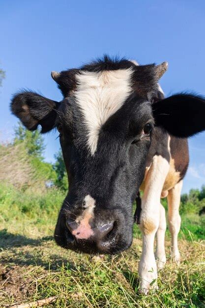 Vaca Pastando En Un Campo Con Hierba Verde Foto Premium