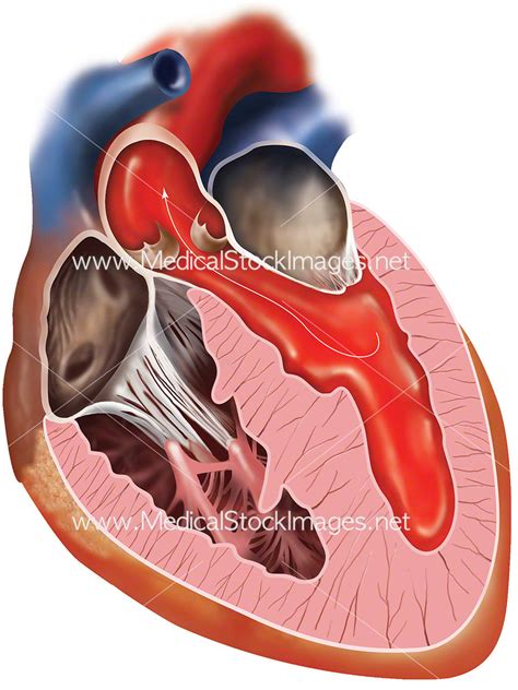 Blood Flow through Heart Chambers – Medical Stock Images Company