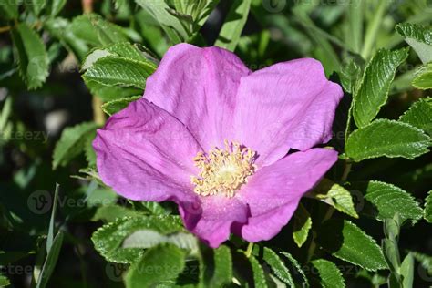 Pretty Pink Beach Rose Blooming and Flowering 10900941 Stock Photo at ...