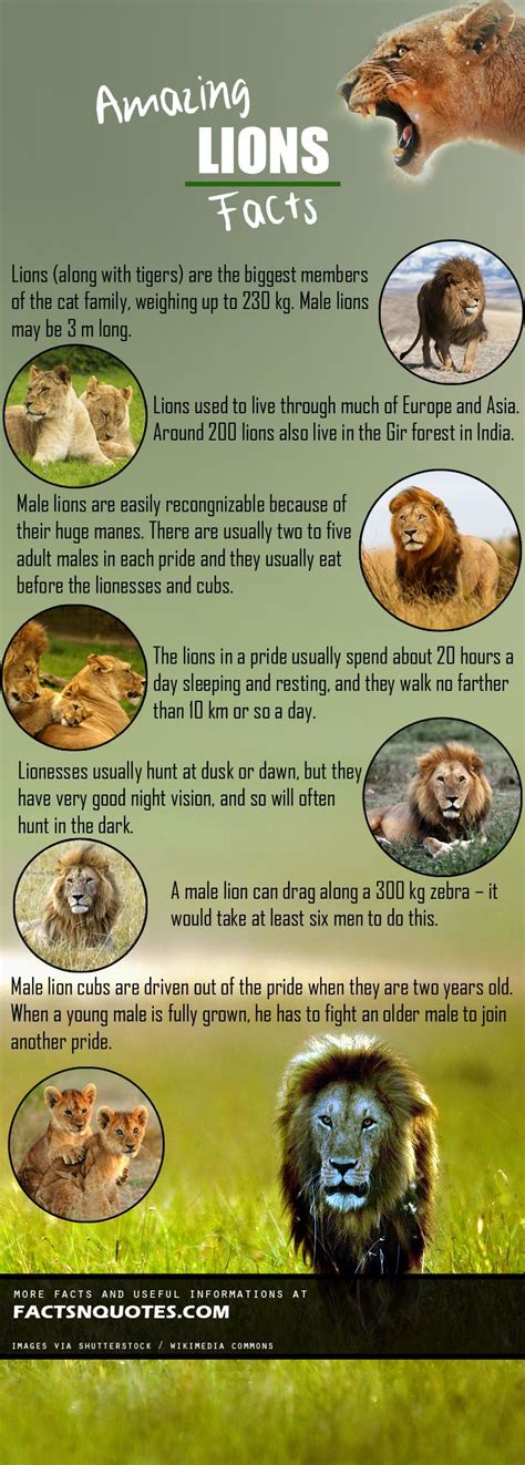 Amazing Lions Facts You Should Know | Lion facts, Fun facts about lions ...