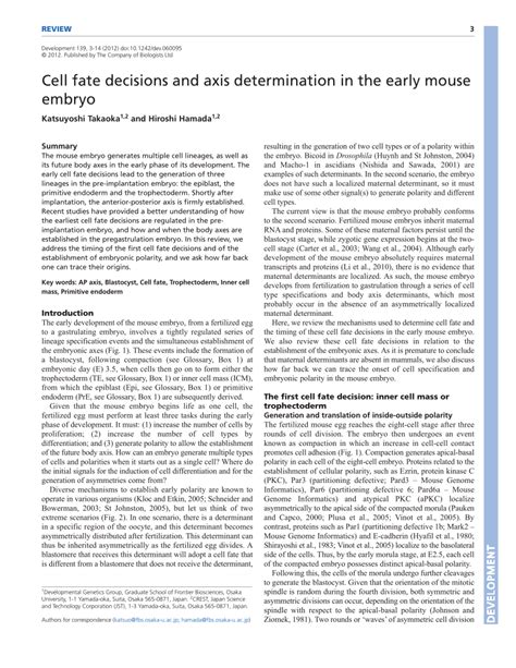 Pdf Cell Fate Decisions And Axis Determination In The Early Mouse Embryo