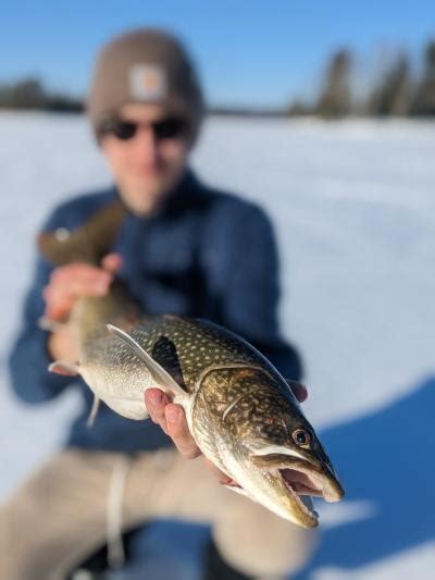 Lake Trout Of The Boundary Waters