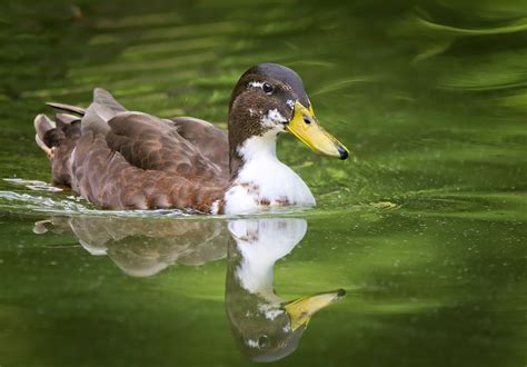 Hybrid Mallard Mallard Anas Platyrhynchos Hubrid Betwe Flickr