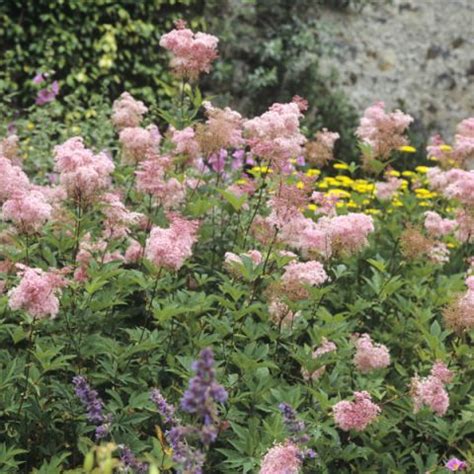 Filipendula Purpurea Elegans De Minuscules Fleurs Roses Tr S Parfum Es