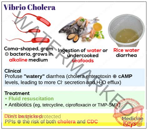 Vibrio Cholera Medicine Keys For Mrcps