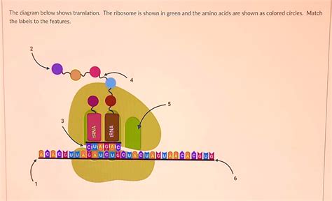 SOLVED: The diagram below shows translation. The ribosome is shown in ...