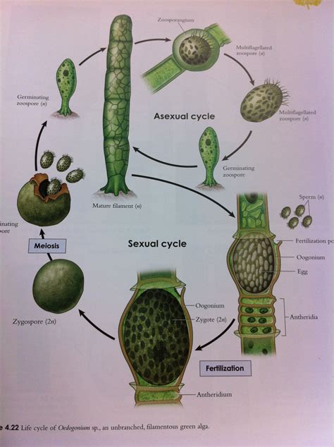 Oedogonium Diagram