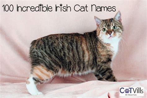 100 Incredible Irish Cat Names For Your Lovable Kitty