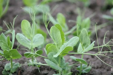 Технология и схема выращивания гороха на зерно — Fertilizer Daily