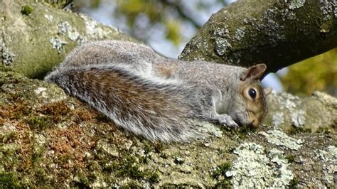 Where Do Squirrels Sleep Information And Facts Pest Samurai