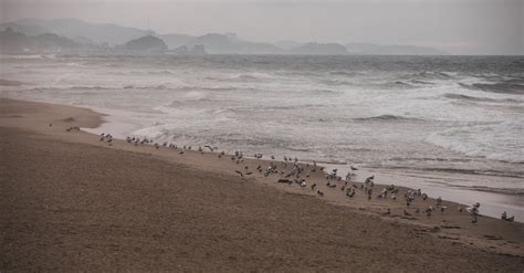 Seagulls on Beach · Free Stock Photo