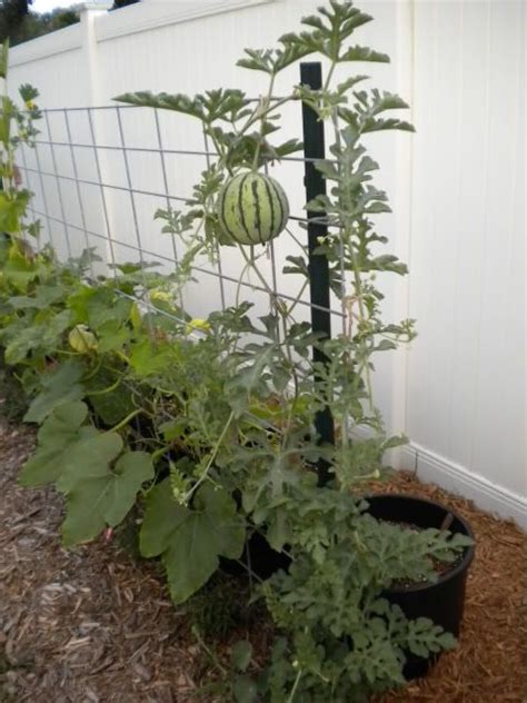 How To Grow Watermelons In Containers My Desired Home Vegetable