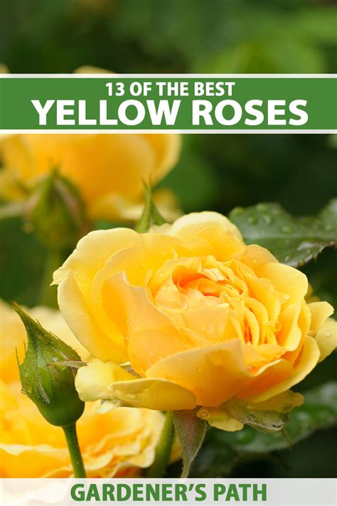 13 of the Best Yellow Rose Varieties to Add Sunshine to Your Garden