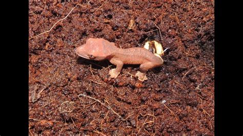 Crested Gecko Egg Hatching Youtube