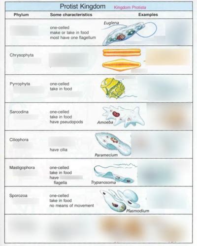 Kingdom Protista Classification Chart