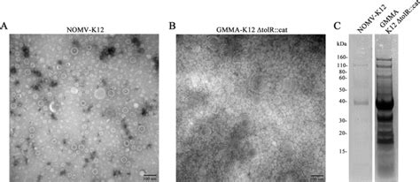 E Coli K Engineering To Generate Generalized Modules For Membrane