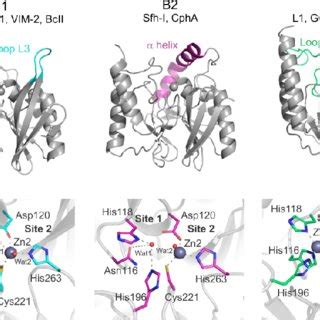 Representative Structures Of The Three Metallo Lactamases Mbls