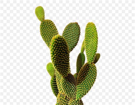 Download Cactus Transparent Background - WallpaperTip