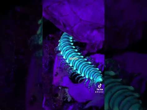 Centipedes Glow Under Ultraviolet Light YouTube