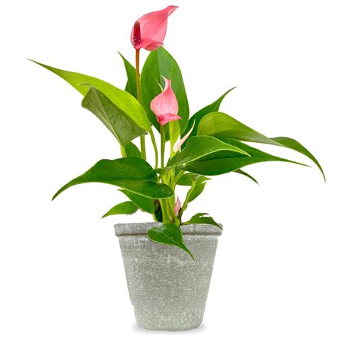 Anthurium Lilli Acheter En Ligne Fleurdirect Fr