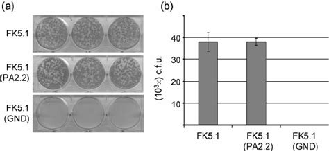 The Pa Mutation Does Not Affect The Ability Of The Hcv Subgenomic