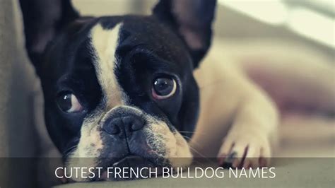 Ultimate List Of The Top 500 French Bulldog Dog Names Famous Funny