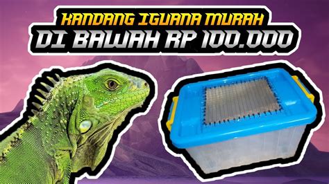 Cara Bikin Kandang Iguana Sederhana Dan Murah Youtube