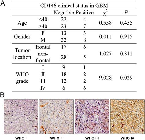 Targeting Cd146 With A 64cu Labeled Antibody Enables In Vivo Immunopet